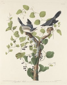 Fatörik, 1829.