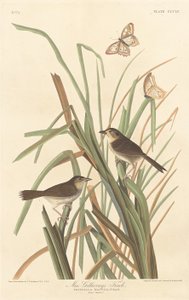 MacGillivray pintye, 1837. alkotó: Robert Havell