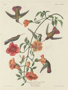 Mangrove kolibri, 1834. alkotó: Robert Havell