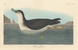 Manks Shearwater, 1836. alkotó: Robert Havell
