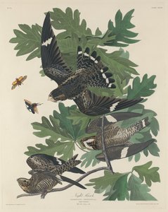 Night Hawk, 1832. alkotó: Robert Havell