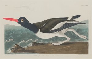 Pástétom osztrigafogó, 1834.