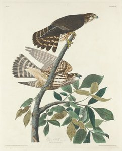 Galamb Hawk, 1830. alkotó: Robert Havell