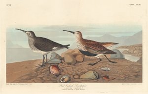 Vöröshátú homokcsőr, 1836. alkotó: Robert Havell
