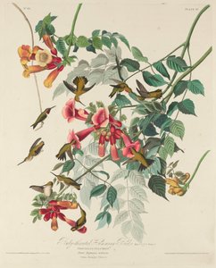 Rubintorkú kolibri, 1828. alkotó: Robert Havell