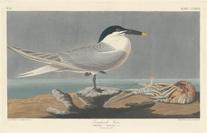 Szendvicscsér, 1835. alkotó: Robert Havell