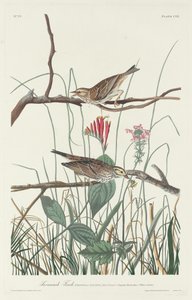 Savannah Finch, 1831. alkotó: Robert Havell