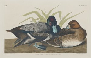 Kacsa, 1834. alkotó: Robert Havell
