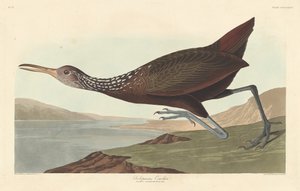 Scolopaceus Courlan, 1837. alkotó: Robert Havell
