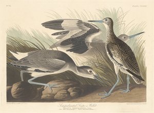 Félig tenyeres Snipe vagy Willet, 1835. alkotó: Robert Havell