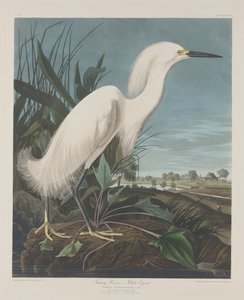 Havas gém, vagy fehér kócsag, 1835.