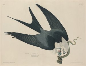 Fecskefarkú sólyom, 1829. alkotó: Robert Havell