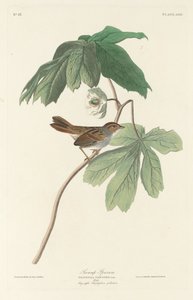 Mocsári veréb, 1829. alkotó: Robert Havell