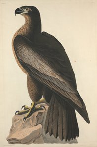 The Bird of Washington avagy a nagy amerikai tengeri sas, 1827.