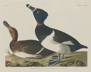 Bojtos kacsa, 1834. alkotó: Robert Havell