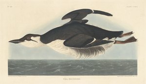 Uria Brunnichii, 1835. alkotó: Robert Havell