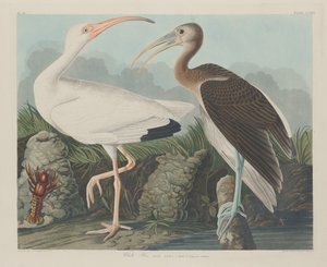 Fehér Ibis, 1834. alkotó: Robert Havell