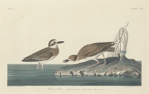 Wilson lileje, 1834. alkotó: Robert Havell