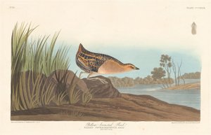 Sárgamellű vasút, 1836. alkotó: Robert Havell