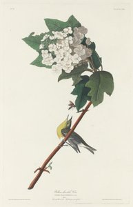 Sárgatorkú Vireo, 1831. alkotó: Robert Havell