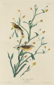 Sárga vörös poszáta, 1832.