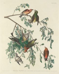 American Crossbill alkotó: Robert Havell after John James Audubon