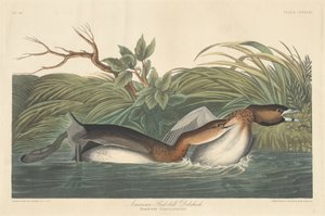 Amerikai Pied-Bill Dobchick alkotó: Robert Havell after John James Audubon