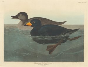 Amerikai Scoter Duck alkotó: Robert Havell after John James Audubon