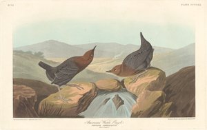Amerikai Water Ouzel alkotó: Robert Havell after John James Audubon