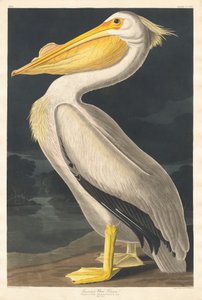 Amerikai fehér pelikán alkotó: Robert Havell after John James Audubon