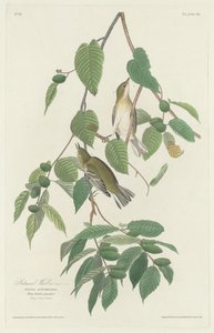 Őszi pacsirta alkotó: Robert Havell after John James Audubon