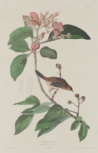Bachmans Finch alkotó: Robert Havell after John James Audubon