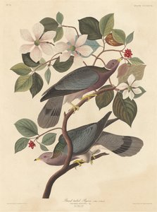 Szalagfarkú galamb alkotó: Robert Havell after John James Audubon