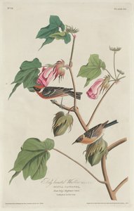 Babérmellű poszáta alkotó: Robert Havell after John James Audubon