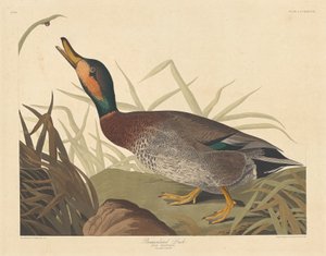 Lemakulált kacsa alkotó: Robert Havell after John James Audubon