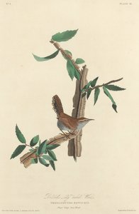 Bewick hosszúfarkú ökörszem
