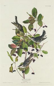 Fekete-medencés poszáta alkotó: Robert Havell after John James Audubon