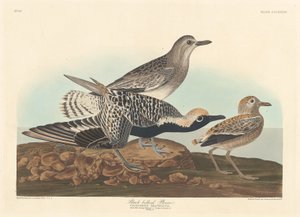 Feketehasú lile alkotó: Robert Havell after John James Audubon