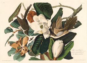 Feketecsőrű kakukk alkotó: Robert Havell after John James Audubon