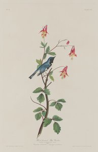 Fekete torkú kék poszcsa alkotó: Robert Havell after John James Audubon