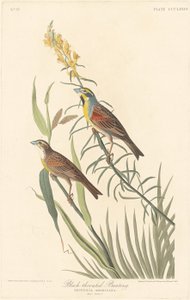 Fekete torkú sármány alkotó: Robert Havell after John James Audubon