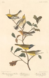 Fekete torkú zöld poszcsa, fekete poszcsa és gyászrigó alkotó: Robert Havell after John James Audubon
