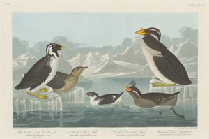 Feketetorkú Guillemot, Nemescsőrű Auk, Fodros Auk és Szarvascsőrű Guillemot alkotó: Robert Havell after John James Audubon