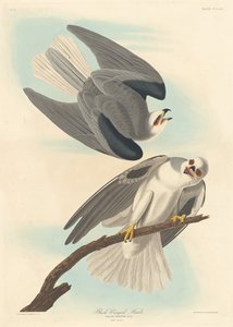 Feketeszárnyú sólyom alkotó: Robert Havell after John James Audubon