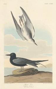 Fekete csér alkotó: Robert Havell after John James Audubon