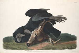 Fekete keselyű alkotó: Robert Havell after John James Audubon
