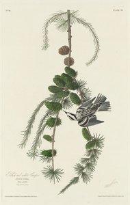 Fekete-fehér kúszónövény alkotó: Robert Havell after John James Audubon