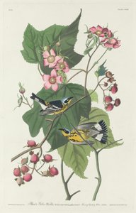 Fekete-sárga poszáta alkotó: Robert Havell after John James Audubon