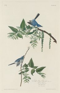 Kékszürke légykapó alkotó: Robert Havell after John James Audubon