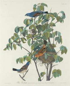 Blue Grosbeak alkotó: Robert Havell after John James Audubon